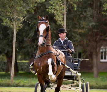 nieuws-8771d4c0-98fc-4a5e-9e25-29d99450d080.jpeg