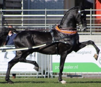 nieuws-a288c067-d3b3-443d-acfe-7f518535f711.jpeg